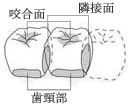 虫歯ができてしまう前に… シーラント！？